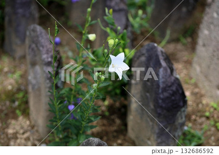 爽やか　白色桔梗の花　秋の七草 132686592