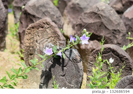 爽やか 桔梗の花 秋の七草 爽やか 桔梗の花 秋の七草 132686594