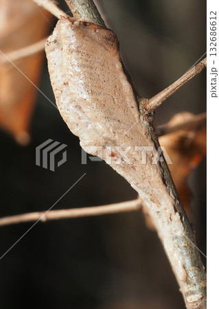 チョウセンカマキリの卵 132686612