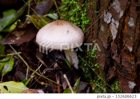 野生のきのこ 132686623