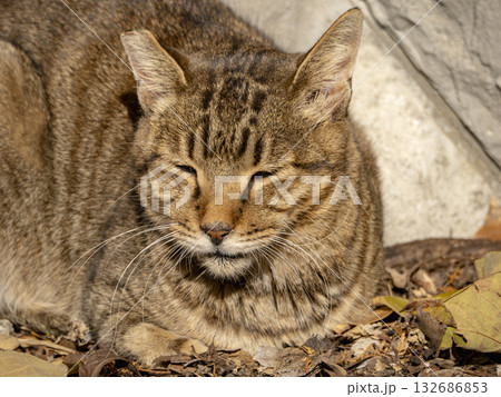 冬陽にまどろむ猫 冬陽にまどろむ猫 132686853