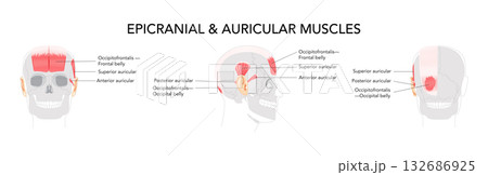 Head side and front muscle chart, occipitofrontalis, auricular muscles superior anterior posterior, anatomical Head side and front muscle chart, occipitofrontalis, auricular muscles superior anterior posterior, anatomical 132686925