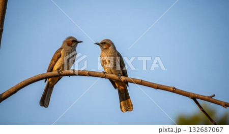 仲良しヒヨドリつがいの写真 132687067