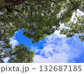 木々の間から見上げた青空 132687185