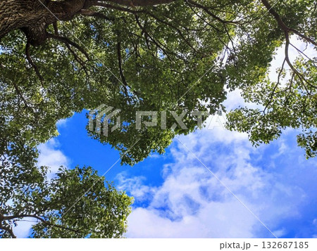 木々の間から見上げた青空 132687185