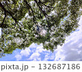 木々の間から見上げた空 132687186