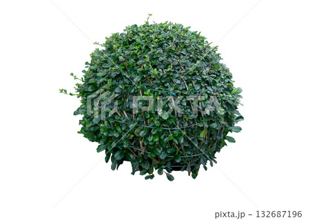 Siamese rough bush (Streblus asper), Round-shaped shrub Siamese rough bush (Streblus asper), Round-shaped shrub 132687196