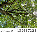 新緑の季節の樹木を見上げる 132687224