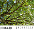 新緑の季節の樹木を見上げる 132687228