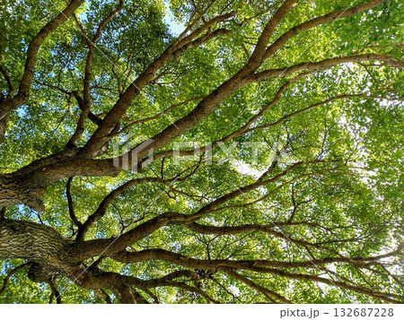 新緑の季節の樹木を見上げる 132687228