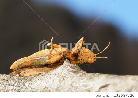 モズのはやにえ（バッタ） 132687326