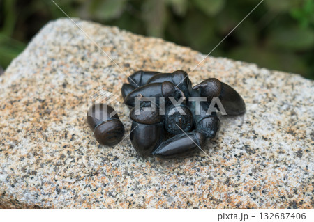 どんどこ森 132687406