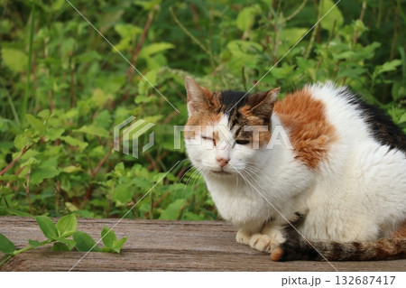 ベンチで休む猫 ベンチで休む猫 132687417