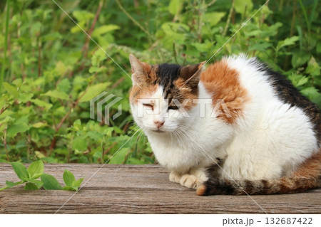 ベンチで休む猫 ベンチで休む猫 132687422