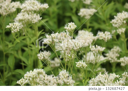 フジバカマの白い花 132687427