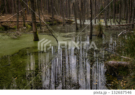 View of a forest swamp with trees reflected in calm green water during autumn in Poland. 132687546