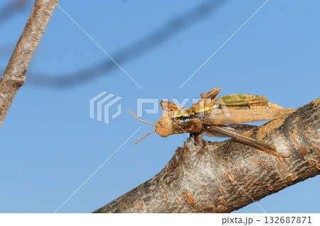 モズのはやにえ（バッタ） 132687871