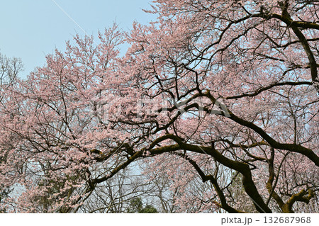 満開のエドヒガンザクラ 鉢形城公園 寄居町 満開のエドヒガンザクラ 鉢形城公園 寄居町 132687968