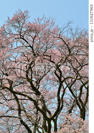 満開のエドヒガンザクラ　鉢形城公園　寄居町 132687969