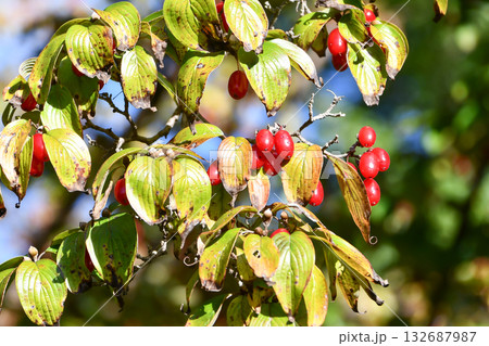 山茱萸の赤い実　Cornelian cherry fruit 132687987