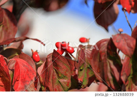 赤い実をつけたハナミズキ 132688039