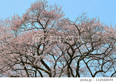 満開のエドヒガンザクラ　鉢形城公園　寄居町 132688044