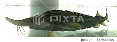 道の駅しかおいのチョウザメ 道の駅しかおいのチョウザメ 132688109