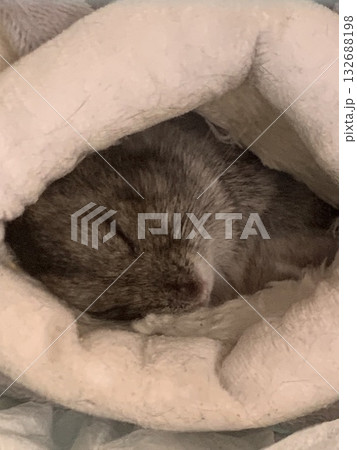 ハムスターの寝顔 ハムスターの寝顔 132688198