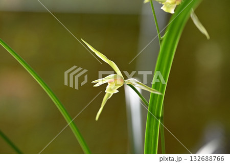 高貴な香り漂うカンラン(寒蘭) 高貴な香り漂うカンラン(寒蘭) 132688766