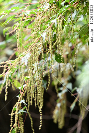 イラクサ科植物・コアカソ（小赤麻） 132688812