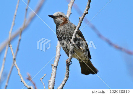 ヒヨドリ（Bulbul） 132688819