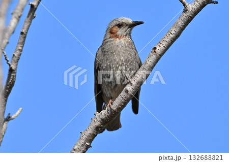 ヒヨドリ（Bulbul） 132688821