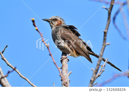 ヒヨドリ(Bulbul) ヒヨドリ(Bulbul) 132688826