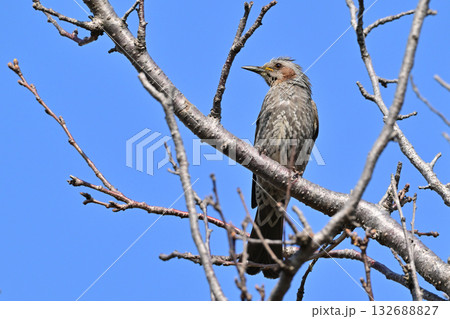 ヒヨドリ（Bulbul） 132688827