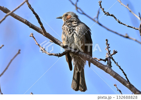 ヒヨドリ（Bulbul） 132688828