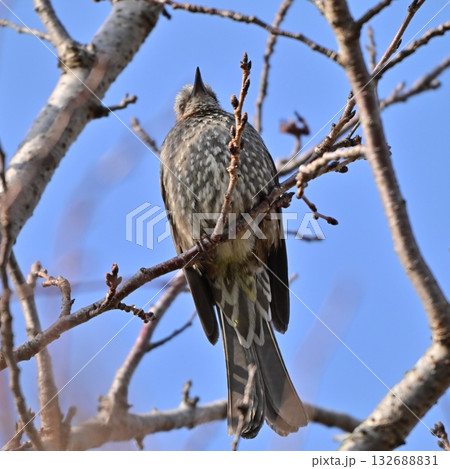 ヒヨドリ（Bulbul） 132688831