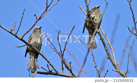 ヒヨドリ（Bulbul） 132688832