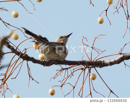 ヒヨドリ（Bulbul） 132688838