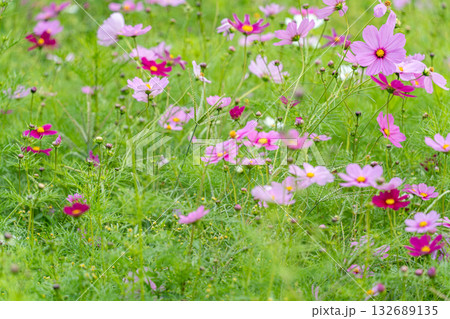 コスモスの花のある風景 コスモスの花のある風景 132689135