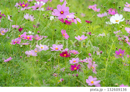 コスモスの花のある風景 コスモスの花のある風景 132689136