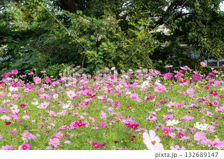 コスモスの花のある風景 132689147