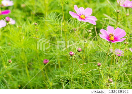 コスモスの花のある風景 132689162