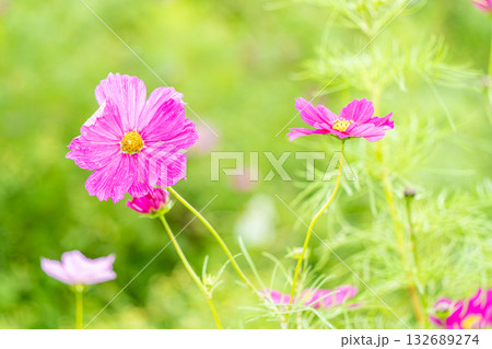 秋の野原に咲くピンクのコスモスの花 秋の野原に咲くピンクのコスモスの花 132689274