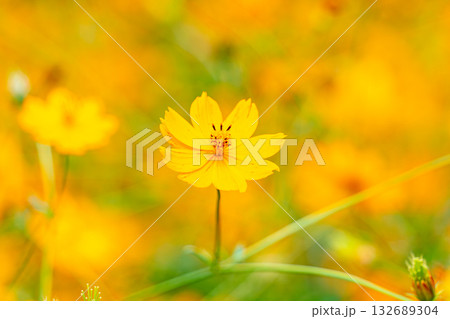 秋の野原に咲く黄色のコスモスの花 132689304