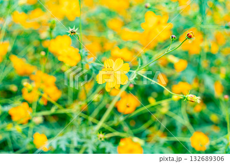 秋の野原に咲く黄色のコスモスの花 132689306