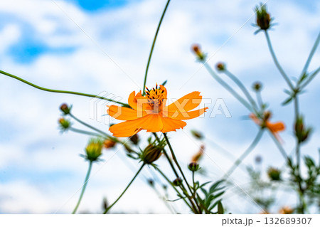 秋の野原に咲く黄色のコスモスの花 132689307