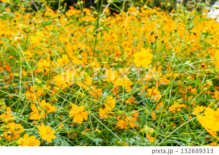秋の野原に咲く黄色のコスモスの花 132689313
