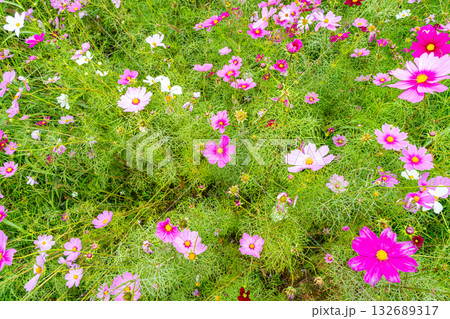 秋の野原に咲くピンクのコスモスの花 秋の野原に咲くピンクのコスモスの花 132689317