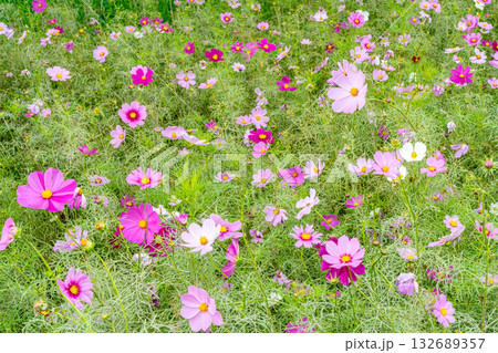秋の野原に咲くピンクのコスモスの花 秋の野原に咲くピンクのコスモスの花 132689357