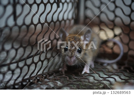 ネズミ ネズミ 132689563